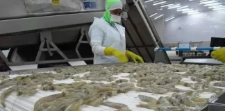 Camaroneros prevén un año negativo ante falta de mercado