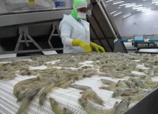 Camaroneros prevén un año negativo ante falta de mercado