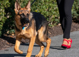 Commander, el perro de los Biden, ha mordido a una veintena de agentes secretos