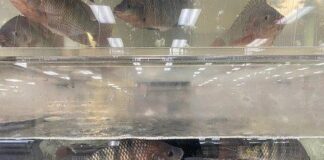 Honduras será sede en marzo de la Feria Internacional de la Tilapia