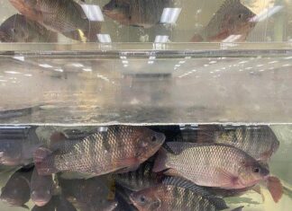 Honduras será sede en marzo de la Feria Internacional de la Tilapia