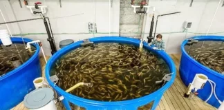 América Latina y el Caribe avanzan hacia una acuicultura sostenible en conferencia de FAO