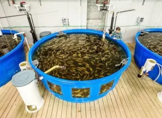 América Latina y el Caribe avanzan hacia una acuicultura sostenible en conferencia de FAO