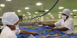 Fronteras mexicanas siguen cerradas para camarón hondureño fresco