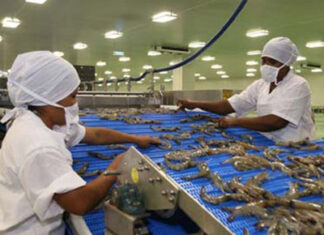 Fronteras mexicanas siguen cerradas para camarón hondureño fresco