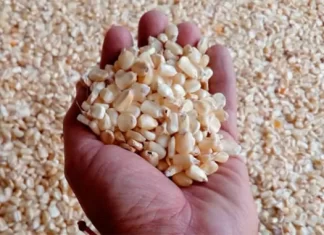 Productores siguen sin mercado para 80 mil quintales maíz, denuncia Prograno