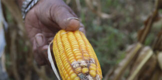 FAO pide un cambio en la narrativa: hay que «nutrir» a la gente, no llenarles el estómago