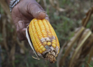 FAO pide un cambio en la narrativa: hay que «nutrir» a la gente, no llenarles el estómago