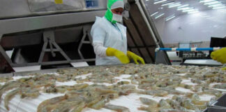 Ordenan reabrir la frontera de México para el ingreso del camarón hondureño