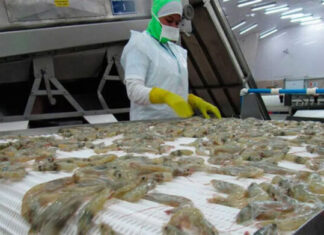 Ordenan reabrir la frontera de México para el ingreso del camarón hondureño