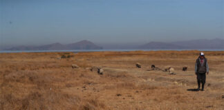 La degradación de los pastizales del planeta ponen en riesgo el suministro de alimentos