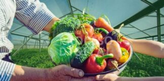 Cultivos alternativos, opción para un futuro sostenible