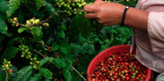 FENAGH advierte crisis por falta de mano de obra en sector agropecuario