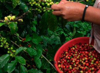 FENAGH advierte crisis por falta de mano de obra en sector agropecuario