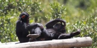 Los chimpancés salvajes ingieren plantas medicinales que tratan enfermedades y heridas