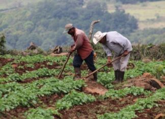 Cosechas de primera serán tardías, advierte presidente de Feria del Agricultor