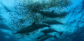 Documentan la migración de sardinas en bahía de Sudáfrica, «la mayor en el reino animal»