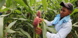 Más de 2 mil 300 manzanas de maíz sembraron productores del sur de Honduras