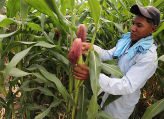 Más de 2 mil 300 manzanas de maíz sembraron productores del sur de Honduras