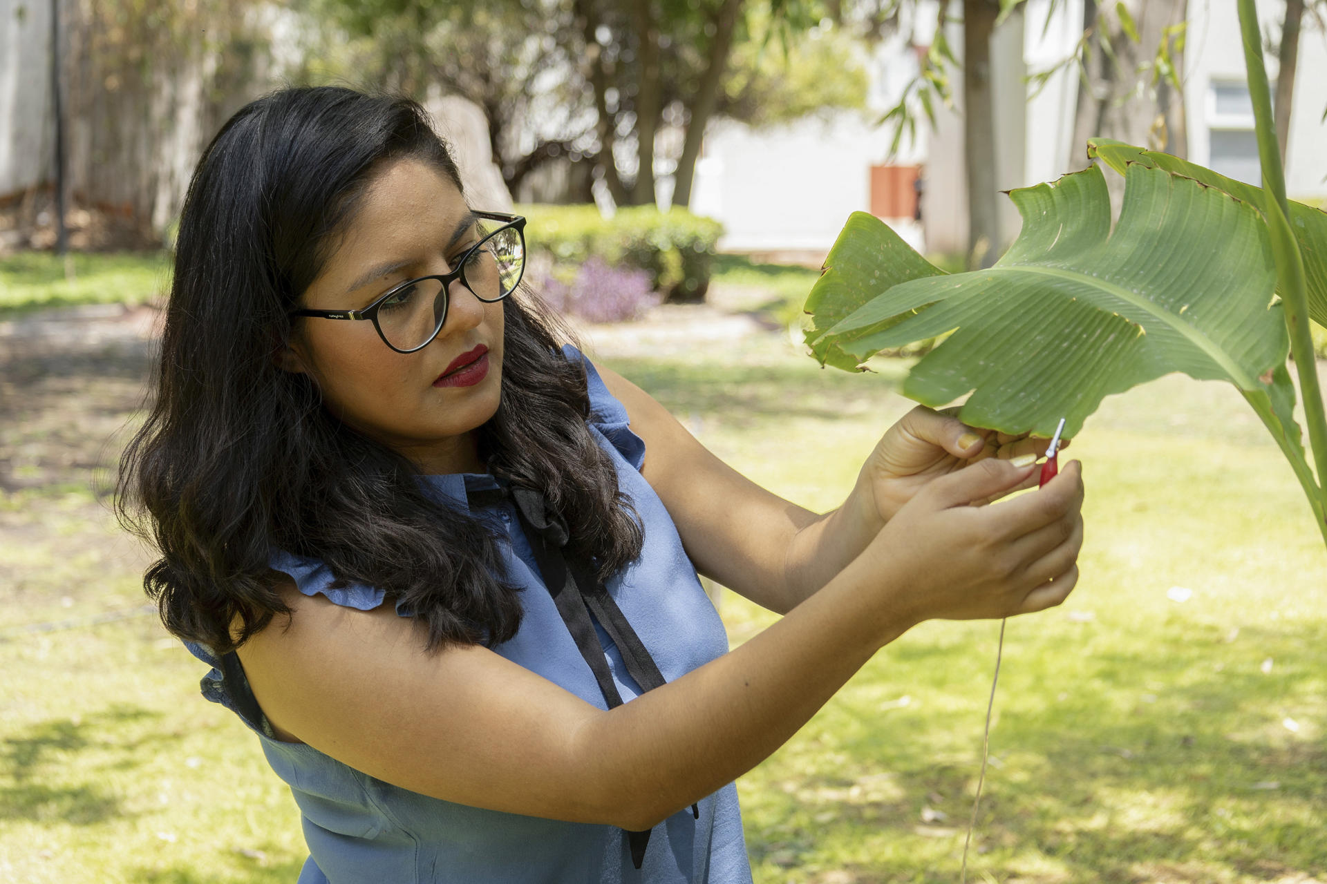 La científica mexicana Laura Xóchitl Cruz experimenta con unas plantas, el 21 de junio de 2024, en la ciudad de Querétaro (México). EFE/ Sergio Adrián Ángeles
