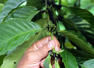 Anuncian plan de renovación del sector cafetalero en Honduras