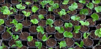 La Unión Europea apoya y acompaña a Honduras en el desarrollo de mecanismos para el cumplimiento del Reglamento sobre Deforestación