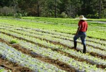 Agroindustriales alertan que 20 % del campo dejó de sembrarse por inseguridad y migración