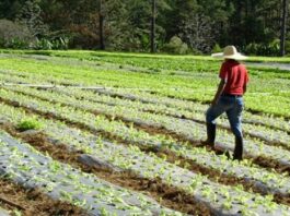 Agroindustriales alertan que 20 % del campo dejó de sembrarse por inseguridad y migración