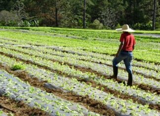 Agroindustriales alertan que 20 % del campo dejó de sembrarse por inseguridad y migración