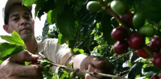 A días de comenzar cosecha 2024-2025 de café, Honduras aun no cumple reglamento de no deforestación de UE