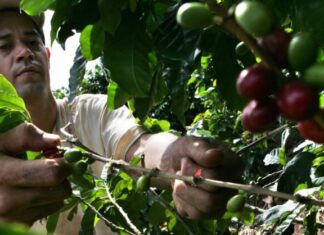 A días de comenzar cosecha 2024-2025 de café, Honduras aun no cumple reglamento de no deforestación de UE