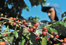 Productores de café en Ocotepeque reportan escasez de mano de obra por migración de jóvenes