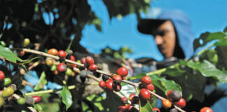 Parlamento Europeo reafirma en votación final postergación de Ley de Deforestación