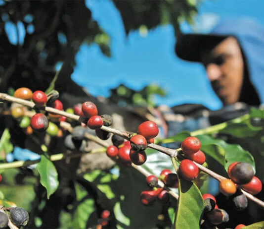 Productores de café en Ocotepeque reportan escasez de mano de obra por migración de jóvenes