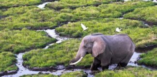 Zimbabue sacrificará a casi 1.000 elefantes para aliviar el hambre causada por la sequía