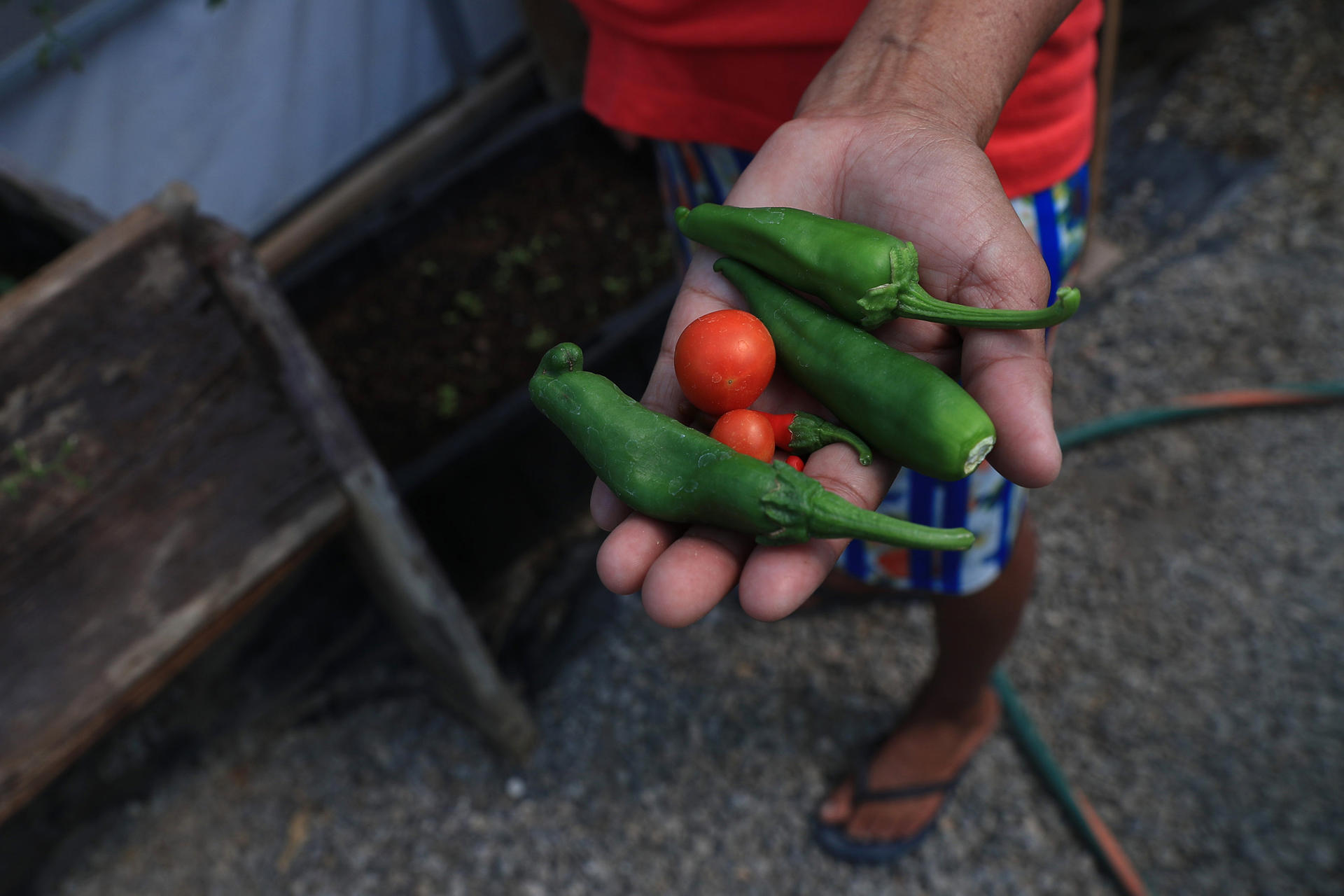 La guatemalteca Gloria Gómez muestra la cosecha de hortalizas en un vivero del albergue 'El Buen Samaritano', este jueves en Ciudad Juárez (México). EFE / Luis Torres
