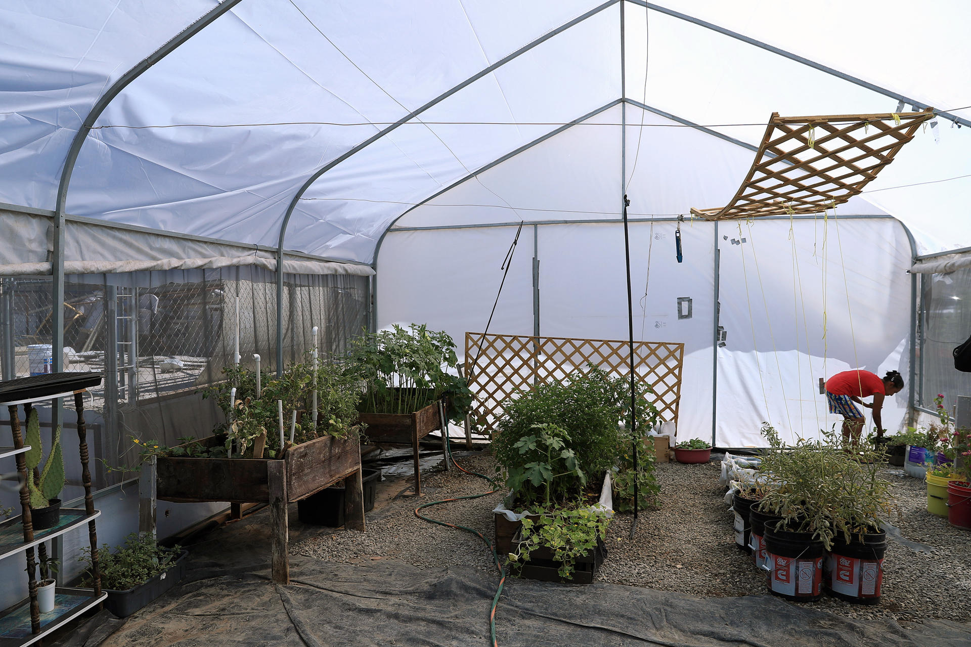 La guatemalteca Gloria Gómez cultiva hortalizas en un vivero del albergue 'El Buen Samaritano', este jueves en Ciudad Juárez (México).EFE / Luis Torres
