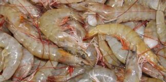 Estrictas normas de calidad de Corea del Sur retrasan exportaciones de camarón hondureño