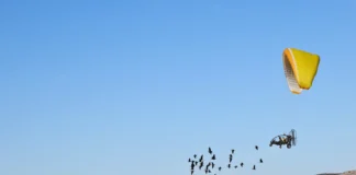 Los ibis eremitas repiten la hazaña de volar 2.800 kilómetros tras sus «madres» humanas