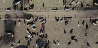 Ganaderos de la frontera de México resienten el bloqueo de EEUU por el gusano barrenador