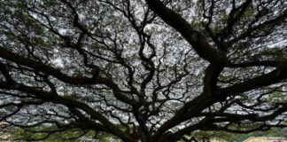 Un centenario árbol de Anacahuite, símbolo y orgullo del pueblo hondureño de San Nicolás
