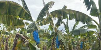 Lluvias de Sara y frente frío mermaron producción bananera