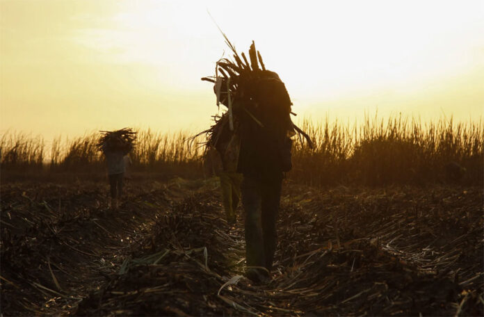 Agricultores-sombra