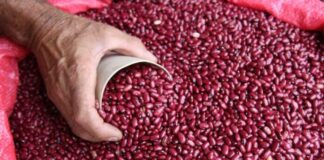 Presidente de Artículo 19 exige al gobierno aclarar alto precio del frijol