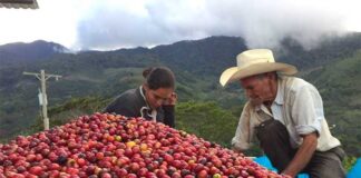 Déficit comercial de Honduras cae 19.5 % en tres meses por alza en exportaciones de café
