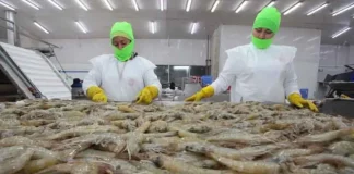 Unos 5 mil empleos directos se perdieron tras el cierre de 92 fincas camaroneras