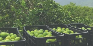 En Honduras sale más barato importar un producto que comprarlo a nivel local, señala empresario cítrico