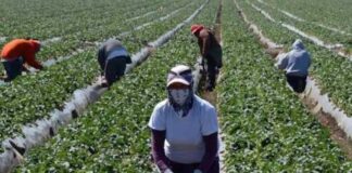 Lanzan portal para facilitar empleo a refugiados y migrantes hondureños en México