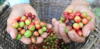 Déficit comercial de Honduras cae un 20.9 % impulsado por exportaciones de café