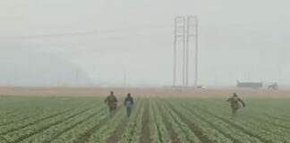 (VIDEO) Redadas migratorias llegan al campo californiano con agentes correteando a trabajadores